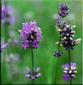 اسطوخودوس انگلیسی